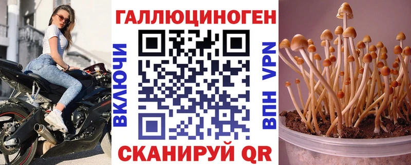 где продают   Дальнереченск  МЕГА зеркало  Псилоцибиновые грибы Cubensis 